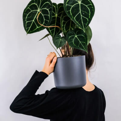 Про нас plants store gallery img 1