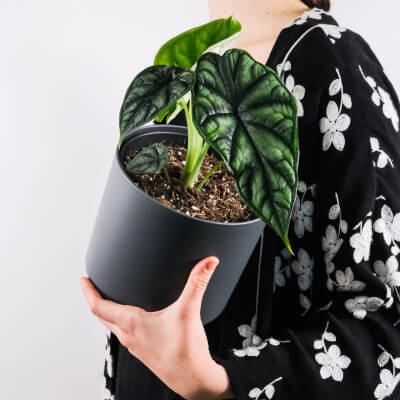 Про нас plants store gallery img 4