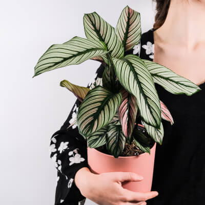 Про нас plants store gallery img 5